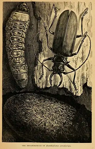 Acanthophorus serraticornis