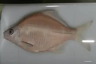 Acanthorhodeus chankaensis