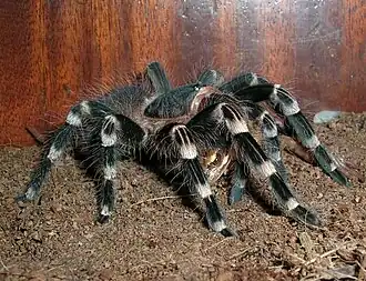 Braziliaanse witknievogelspin