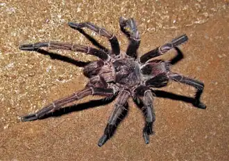 Acanthoscurria cordubensis