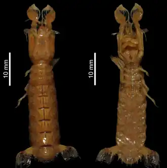 Acanthosquilla derijardi