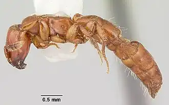Acanthostichus arizonensis