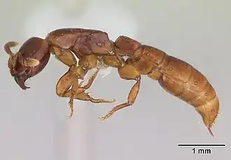 Acanthostichus brevicornis