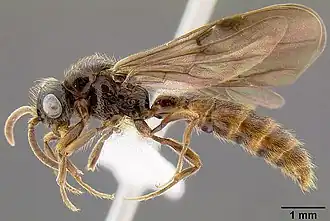 Acanthostichus kirbyi