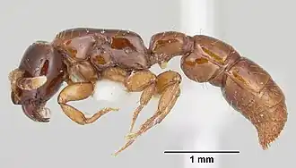 Acanthostichus texanus
