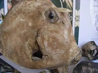 Acanthostracion quadricornis