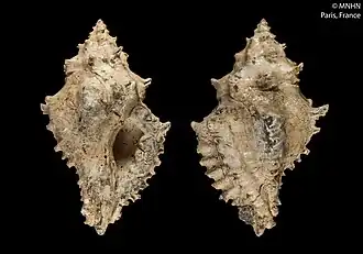 Acanthotrophon aquensis