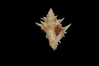 Acanthotrophon carduus