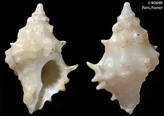 Acanthotrophon striatoides