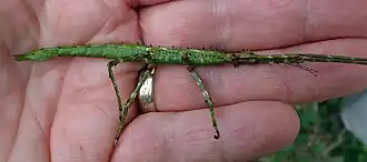 Acanthoxyla geisovii