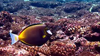 Acanthurus japonicus