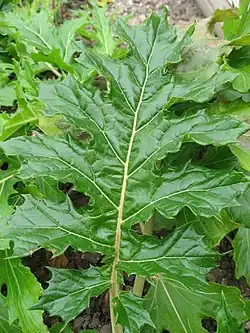 Acanthus mollis-blad