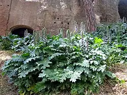 Wilde acanthusplanten