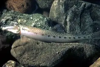 Acantopsis octoactinotos