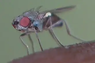 Acartophthalmus nigrinus