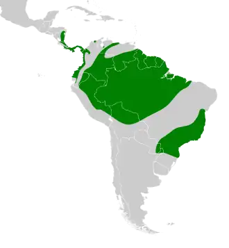 Amerikaanse dwergsperwer