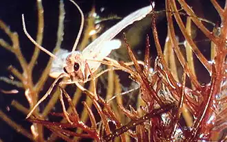 Acentria ephemerella