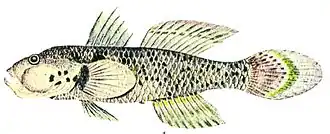 Acentrogobius viridipunctatus