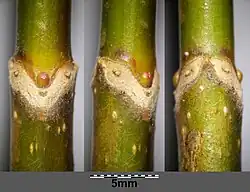 Bladlitteken van Noorse esdoorn