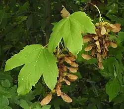 Gevleugelde zaden van gewone esdoorn (Acer pseudoplatanus)
