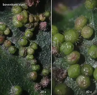 Spaanse aakknobbelmijt