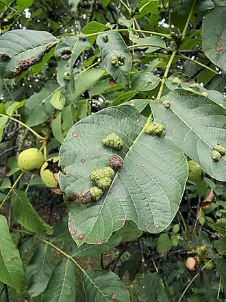 Gallen van okkernootviltmijt
