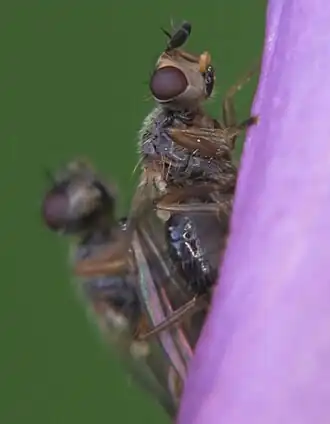 Acerocnema macrocera