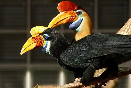 Sulawesi-jaarvogels (Aceros cassidix)
