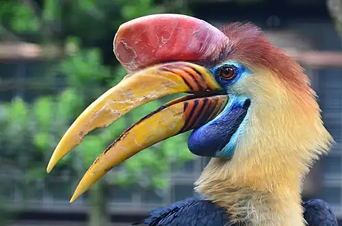 Sulawesi-jaarvogel in het Vogelpark Walsrode (Aceros cassidix)
