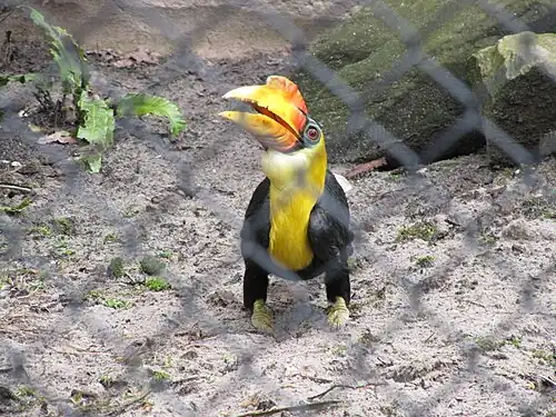 Maleise jaarvogel (Aceros corrugatus)