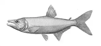 Acestrorhynchus