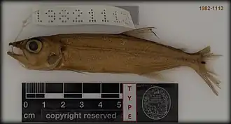 Acestrorhynchus grandoculis