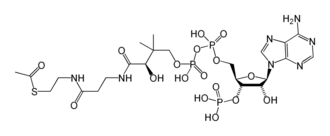 Structuurformule van acetyl-CoA, de acetylgroep bevindt zich uiterst links
