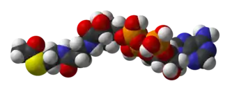 {Molecuulmodellen van acetyl-CoA