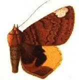 Achaea chrysopera