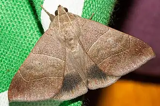 Achaea indeterminata