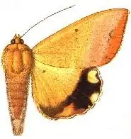 Achaea leucopasa