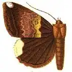 Achaea leucopera