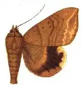 Achaea trapezoides