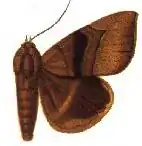 Achaea umbrigera