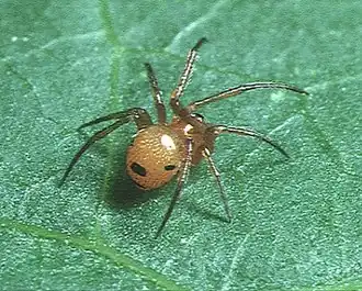 Parasteatoda japonica