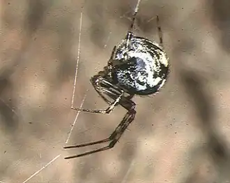 Parasteatoda ryukyu