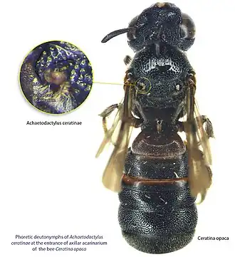 Ceratina opaca