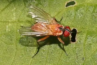 Achanthiptera