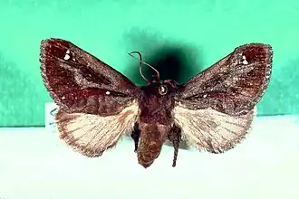 Acharia (vlindergeslacht)