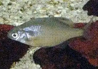 Acheilognathus longipinnis