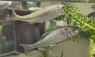 Acheilognathus tabira erythropterus