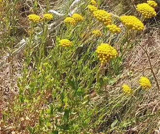 Achillea ageratum