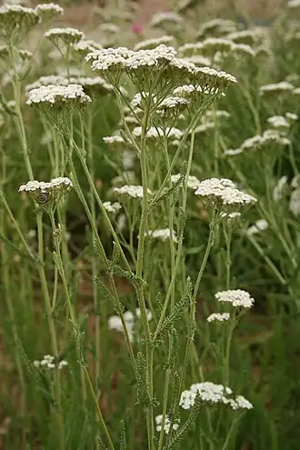 Achillea collina