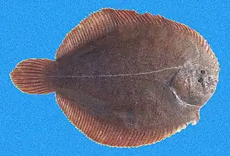 Achirus klunzingeri